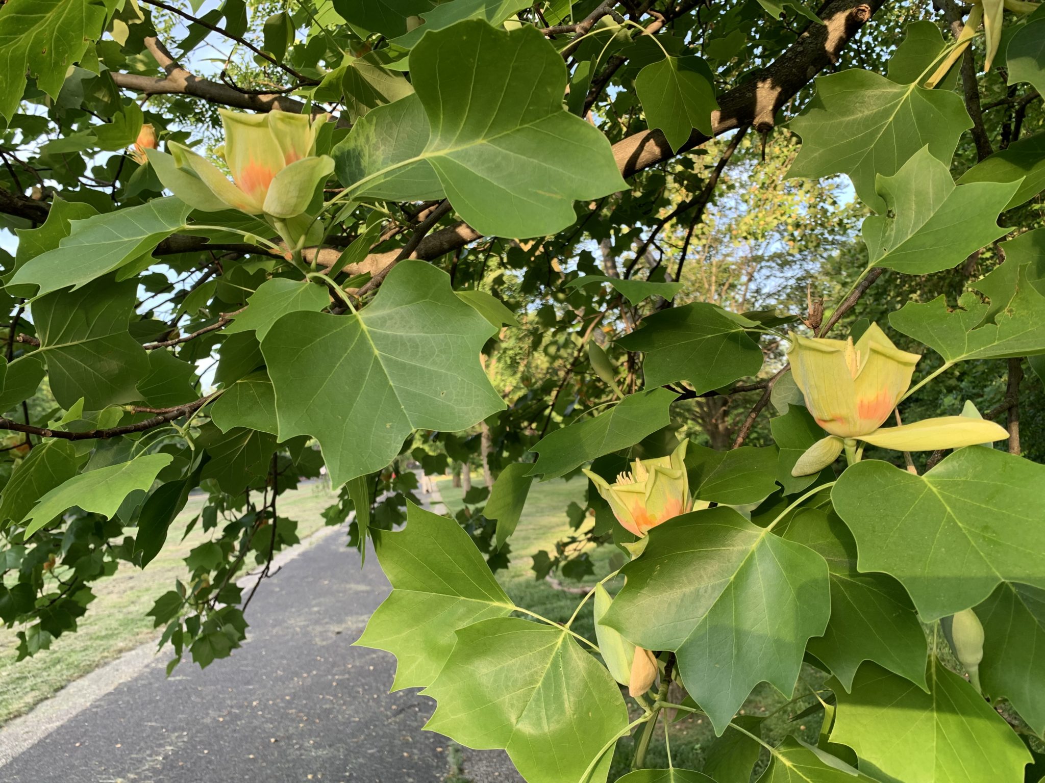 Tulip Poplar blooming at a rare close up view in West Fairmount Park